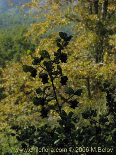 Bild von Ribes gayanum (Parilla / Zarzaparilla / Uvilla). Klicken Sie, um den Ausschnitt zu vergrössern.