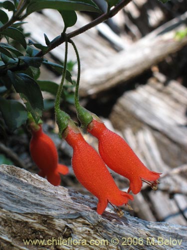 Bild von Mitraria coccinea (Botellita / Vochi-vochi). Klicken Sie, um den Ausschnitt zu vergrössern.