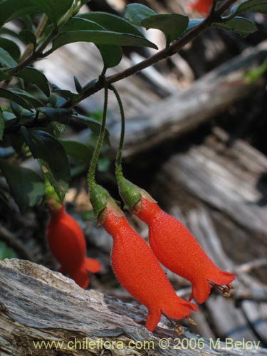 Bild von Mitraria coccinea (Botellita / Vochi-vochi). Klicken Sie, um den Ausschnitt zu vergrössern.