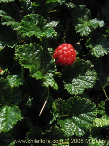 Imágen de Rubus geoides (Miñe-miñe). Haga un clic para aumentar parte de imágen.