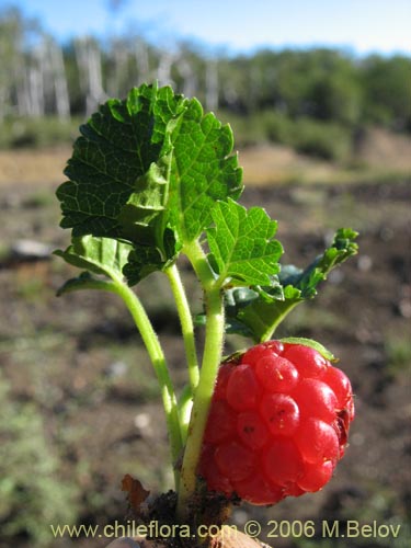 Image of Rubus geoides (Miñe-miñe). Click to enlarge parts of image.