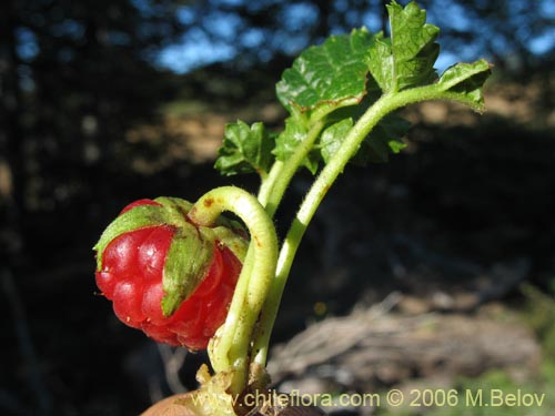 Bild von Rubus geoides (Miñe-miñe). Klicken Sie, um den Ausschnitt zu vergrössern.