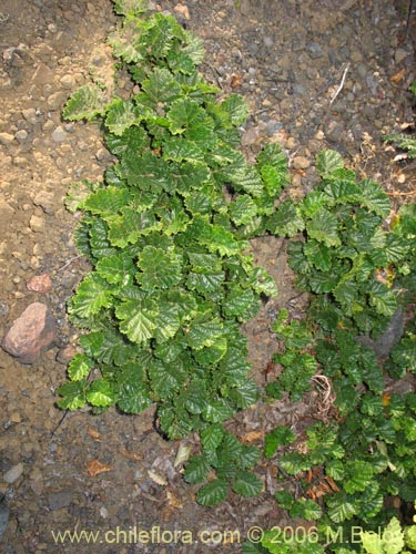 Image of Rubus geoides (Miñe-miñe). Click to enlarge parts of image.