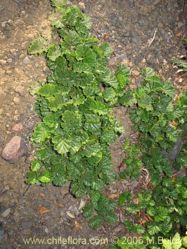 Imágen de Rubus geoides (Miñe-miñe). Haga un clic para aumentar parte de imágen.