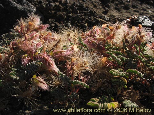 Image of Adesmia longipes (Pasto de guanaco). Click to enlarge parts of image.