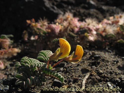 Image of Adesmia longipes (Pasto de guanaco). Click to enlarge parts of image.