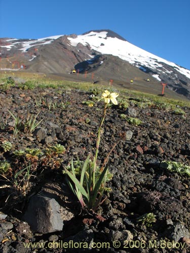 Sisyrinchium pearcei의 사진