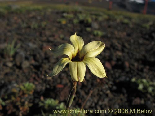 Фотография Sisyrinchium pearcei (Huilmo). Щелкните, чтобы увеличить вырез.