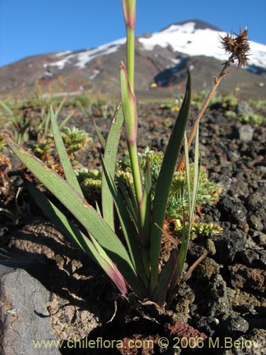 Imágen de Sisyrinchium pearcei (Huilmo). Haga un clic para aumentar parte de imágen.