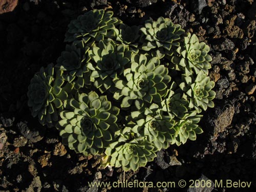 Bild von Viola sp. #2501 (). Klicken Sie, um den Ausschnitt zu vergrössern.