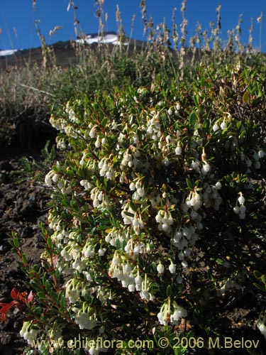 Gaultheria pumila的照片