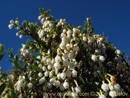 Imágen de Gaultheria pumila (Chaura). Haga un clic para aumentar parte de imágen.