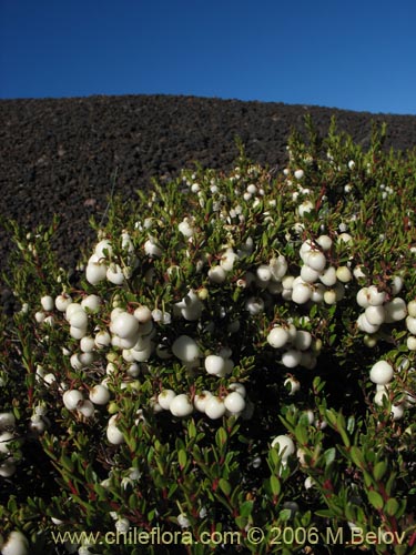 Imágen de Gaultheria pumila (Chaura). Haga un clic para aumentar parte de imágen.