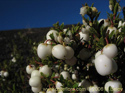 Фотография Gaultheria pumila (Chaura). Щелкните, чтобы увеличить вырез.