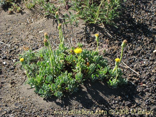 Bild von Asteraceae sp. #1849 (). Klicken Sie, um den Ausschnitt zu vergrössern.