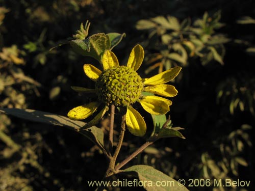 Imágen de Leptocarpha rivularis (Palo negro). Haga un clic para aumentar parte de imágen.