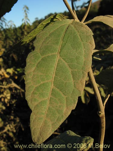 Image of Leptocarpha rivularis (Palo negro). Click to enlarge parts of image.