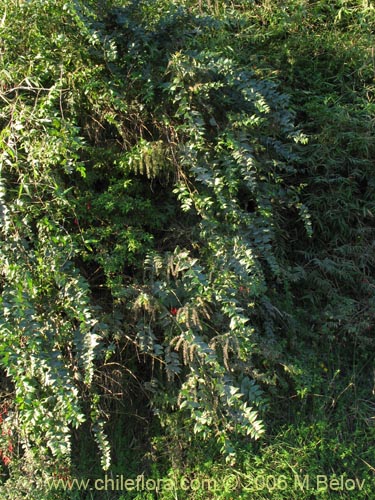 Imágen de Coriaria ruscifolia (Deu / Huique / Matarratones). Haga un clic para aumentar parte de imágen.