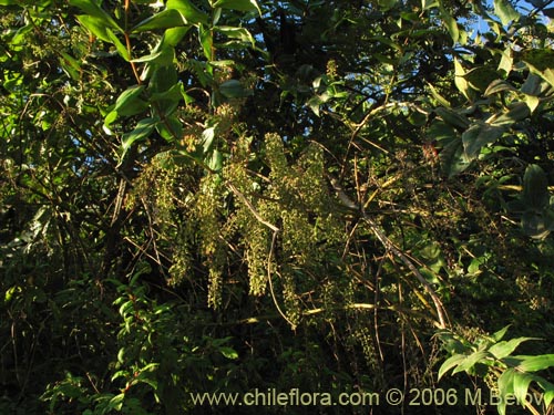 Image of Coriaria ruscifolia (Deu / Huique / Matarratones). Click to enlarge parts of image.