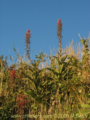 Imágen de Lobelia tupa (Tabaco del diablo / Tupa / Trupa). Haga un clic para aumentar parte de imágen.