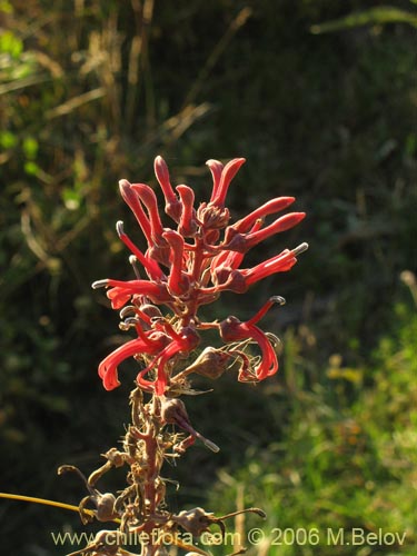 Imágen de Lobelia tupa (Tabaco del diablo / Tupa / Trupa). Haga un clic para aumentar parte de imágen.