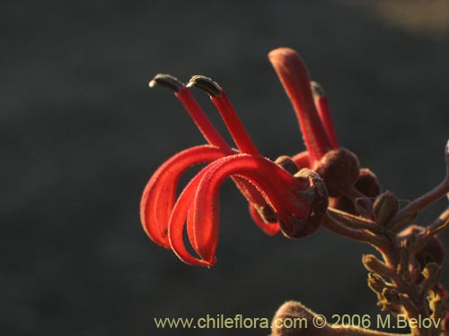 Image of Lobelia tupa (Tabaco del diablo / Tupa / Trupa). Click to enlarge parts of image.