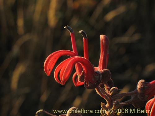 Bild von Lobelia tupa (Tabaco del diablo / Tupa / Trupa). Klicken Sie, um den Ausschnitt zu vergrössern.