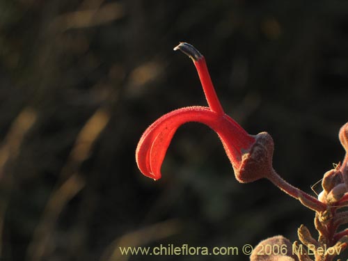 Bild von Lobelia tupa (Tabaco del diablo / Tupa / Trupa). Klicken Sie, um den Ausschnitt zu vergrössern.