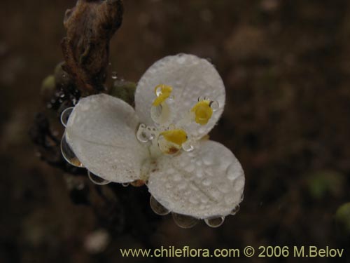 Фотография Libertia chilensis (Calle-calle / Tequel-tequel). Щелкните, чтобы увеличить вырез.