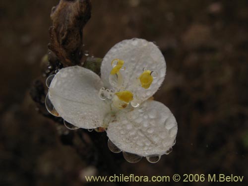 Libertia chilensisの写真