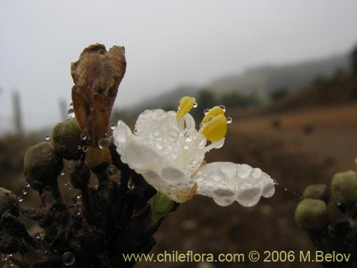 Фотография Libertia chilensis (Calle-calle / Tequel-tequel). Щелкните, чтобы увеличить вырез.