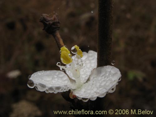 Libertia chilensisの写真