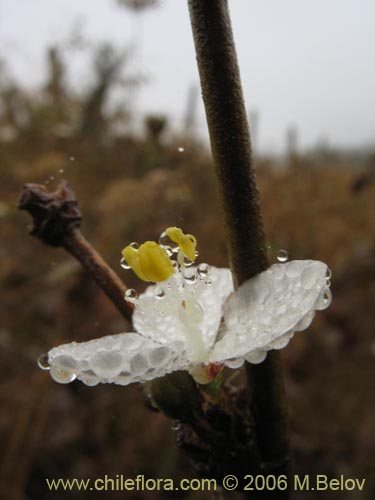 Libertia chilensis的照片