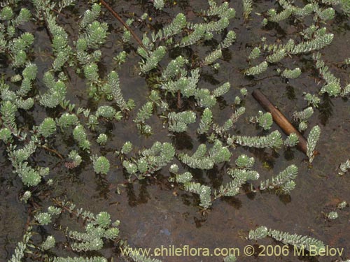 Фотография Myriophyllum brasiliense (hierba del sapo/llorona). Щелкните, чтобы увеличить вырез.