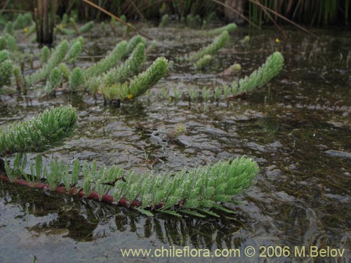 Imágen de Myriophyllum brasiliense (hierba del sapo/llorona). Haga un clic para aumentar parte de imágen.