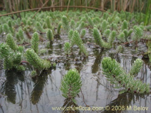 Image of Myriophyllum brasiliense (hierba del sapo/llorona). Click to enlarge parts of image.