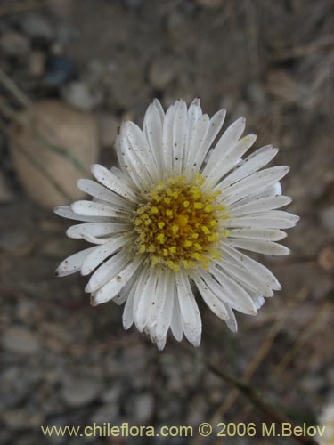 Asteraceae sp. #3030的照片