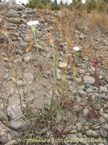 Imágen de Asteraceae sp. #3030 (). Haga un clic para aumentar parte de imágen.