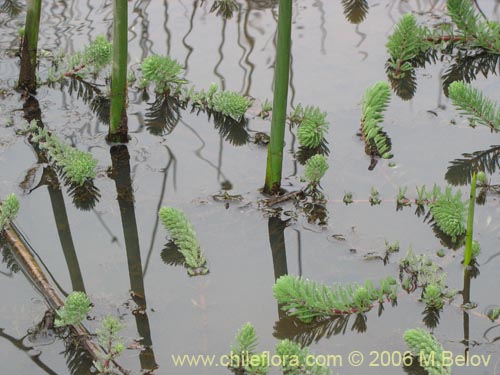 Image of Myriophyllum brasiliense (hierba del sapo/llorona). Click to enlarge parts of image.