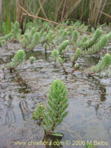 Imágen de Myriophyllum brasiliense (hierba del sapo/llorona). Haga un clic para aumentar parte de imágen.