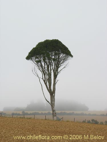 Image of a solitary tall tree in a field on a foggy morning, near Puerto Saavedra and Budi lake.
