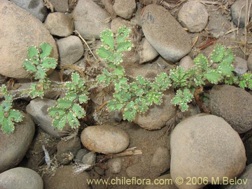 Image of Acaena magellanica (). Click to enlarge parts of image.