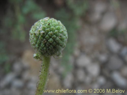 Bild von Acaena magellanica (). Klicken Sie, um den Ausschnitt zu vergrössern.