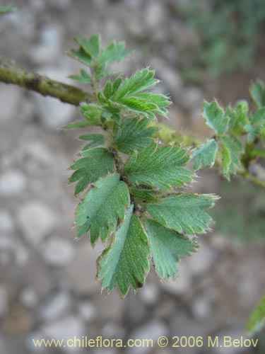 Bild von Acaena magellanica (). Klicken Sie, um den Ausschnitt zu vergrössern.