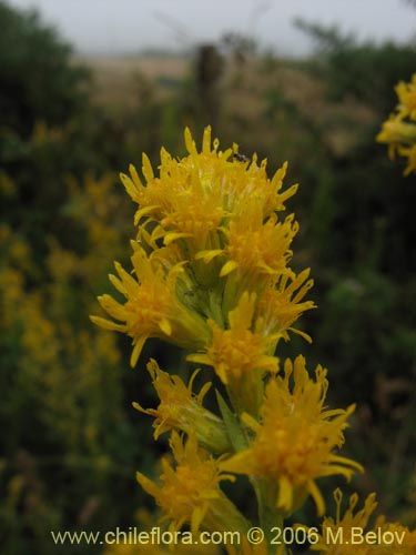 Фотография Solidago chilensis (Fulel). Щелкните, чтобы увеличить вырез.