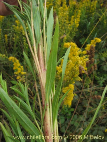 Image of Solidago chilensis (Fulel). Click to enlarge parts of image.