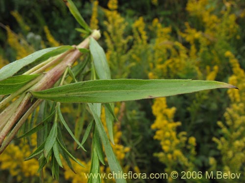 Imágen de Solidago chilensis (Fulel). Haga un clic para aumentar parte de imágen.