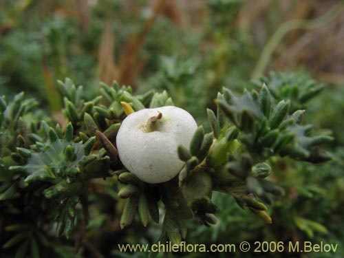 Imgen de Margyricarpus pinnatus (Hierba de la perlilla). Haga un clic para aumentar parte de imgen.