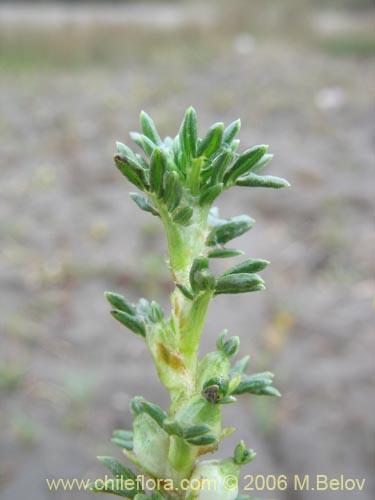 Imágen de Margyricarpus pinnatus (Hierba de la perlilla). Haga un clic para aumentar parte de imágen.