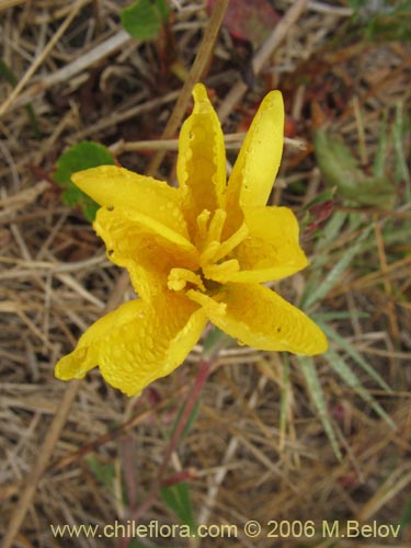 Oenothera sp. #1553의 사진